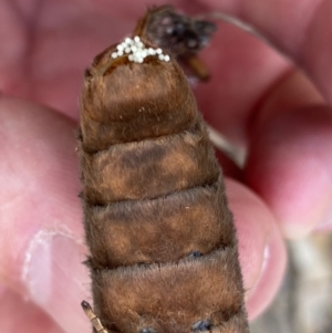 Abantiades (genus) at Kowen, ACT - 16 Feb 2021 08:28 AM