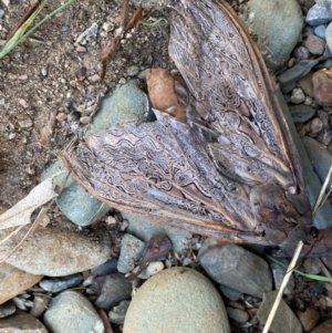 Abantiades (genus) at Kowen, ACT - 16 Feb 2021 08:28 AM