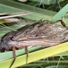 Abantiades (genus) at Kowen, ACT - 16 Feb 2021 08:28 AM