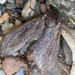 Abantiades (genus) at Kowen, ACT - 16 Feb 2021 08:28 AM