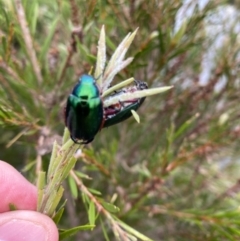 Repsimus manicatus montanus at Paddys River, ACT - 27 Feb 2021