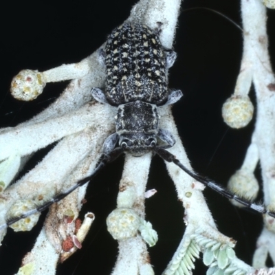 Ancita marginicollis (A longhorn beetle) at Majura, ACT - 26 Feb 2021 by jb2602