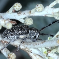 Ancita marginicollis at Majura, ACT - 26 Feb 2021 04:05 PM