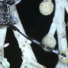 Ancita marginicollis at Majura, ACT - 26 Feb 2021