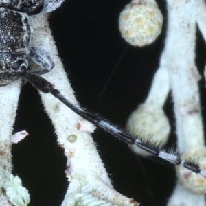 Ancita marginicollis at Majura, ACT - 26 Feb 2021