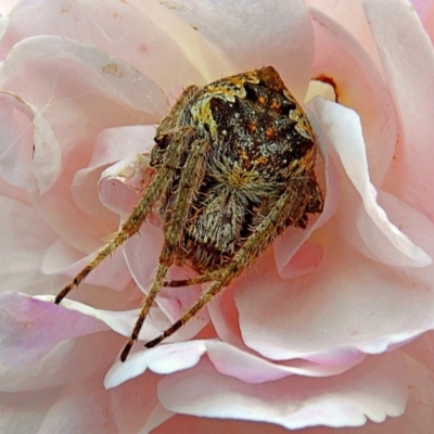 Araneinae (subfamily) (Orb weaver) at Crooked Corner, NSW - 26 Feb 2021 by Milly