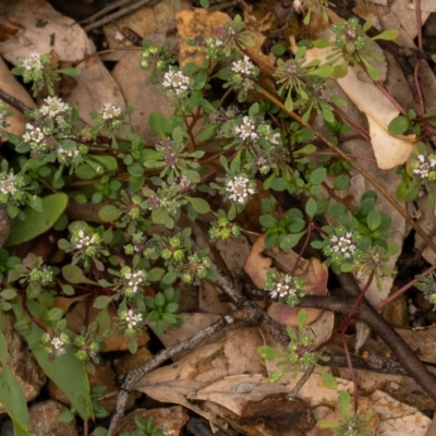Poranthera microphylla (Small Poranthera) at Cotter River, ACT - 24 Feb 2021 by trevsci