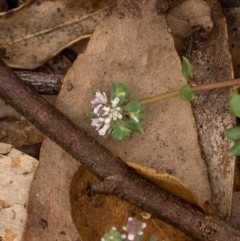 Poranthera microphylla at Cotter River, ACT - 24 Feb 2021 09:41 AM