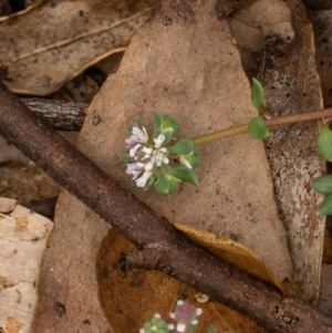 Poranthera microphylla at Cotter River, ACT - 24 Feb 2021 09:41 AM