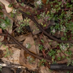 Poranthera microphylla at Cotter River, ACT - 24 Feb 2021 09:41 AM