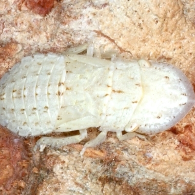 Ledromorpha planirostris (A leafhopper) at Majura, ACT - 26 Feb 2021 by jb2602