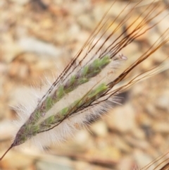 Dichanthium sericeum (Queensland Blue-grass) at Karabar, NSW - 27 Feb 2021 by trevorpreston