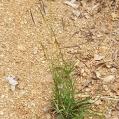 Dichanthium sericeum at Karabar, NSW - 27 Feb 2021