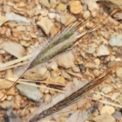 Dichanthium sericeum at Karabar, NSW - 27 Feb 2021