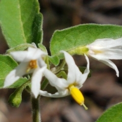 Solanum chenopodioides (Whitetip Nightshade) at Karabar, NSW - 27 Feb 2021 by trevorpreston
