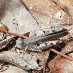 Pycnostictus seriatus at Karabar, NSW - 27 Feb 2021 02:22 PM