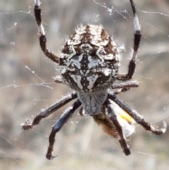 Backobourkia sp. (genus) (An orb weaver) at Karabar, NSW - 27 Feb 2021 by trevorpreston