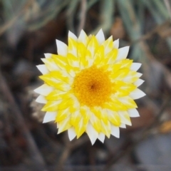 Leucochrysum albicans (Hoary Sunray) at Karabar, NSW - 27 Feb 2021 by trevorpreston