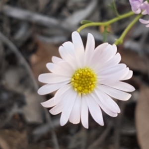 Brachyscome rigidula at Karabar, NSW - 27 Feb 2021