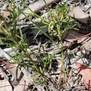 Brachyscome rigidula at Karabar, NSW - 27 Feb 2021