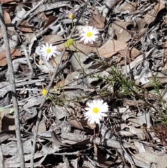 Brachyscome rigidula at Karabar, NSW - 27 Feb 2021