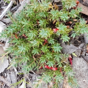 Astroloma humifusum at Karabar, NSW - 27 Feb 2021