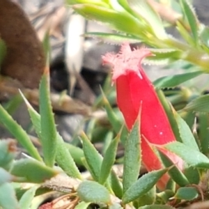 Astroloma humifusum at Karabar, NSW - 27 Feb 2021