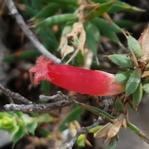 Astroloma humifusum at Karabar, NSW - 27 Feb 2021