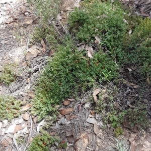 Astroloma humifusum at Karabar, NSW - 27 Feb 2021