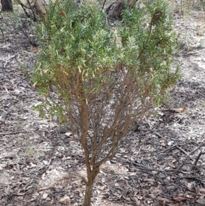 Styphelia triflora at Karabar, NSW - 27 Feb 2021