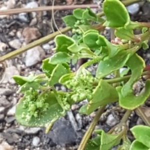 Einadia hastata at Karabar, NSW - 27 Feb 2021