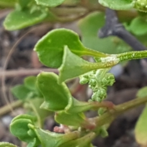 Einadia hastata at Karabar, NSW - 27 Feb 2021