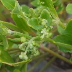 Einadia hastata at Karabar, NSW - 27 Feb 2021 02:13 PM