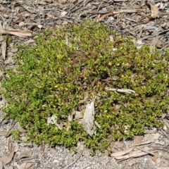 Einadia hastata at Karabar, NSW - 27 Feb 2021 02:13 PM