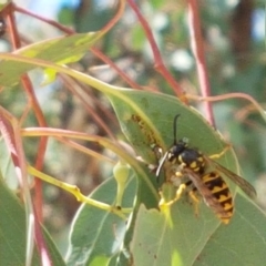 Vespula germanica (European wasp) at Karabar, NSW - 27 Feb 2021 by trevorpreston