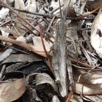 Coryphistes ruricola (Bark-mimicking Grasshopper) at Karabar, NSW - 27 Feb 2021 by tpreston