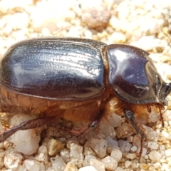 Dasygnathus sp. (genus) (Rhinoceros beetle) at Karabar, NSW - 27 Feb 2021 by trevorpreston