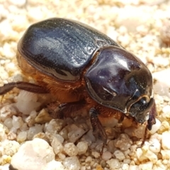 Dasygnathus sp. (genus) at Karabar, NSW - 27 Feb 2021