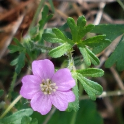 Geranium solanderi var. solanderi (Native Geranium) at Karabar, NSW - 27 Feb 2021 by trevorpreston