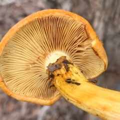 Gymnopilus junonius at Murrumbateman, NSW - 21 Feb 2021