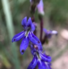 Lobelia dentata/gibbosa (Lobelia dentata or gibbosa) at Paddys River, ACT - 27 Feb 2021 by JasonC