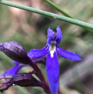 Lobelia dentata/gibbosa at Paddys River, ACT - 27 Feb 2021