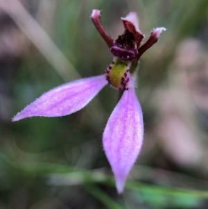 Eriochilus magenteus at Paddys River, ACT - suppressed