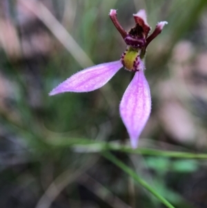 Eriochilus magenteus at Paddys River, ACT - suppressed