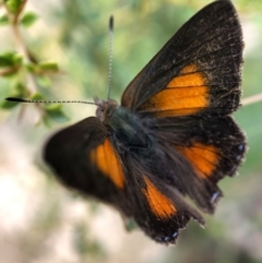 Paralucia aurifera (Bright Copper) at Paddys River, ACT - 27 Feb 2021 by JasonC