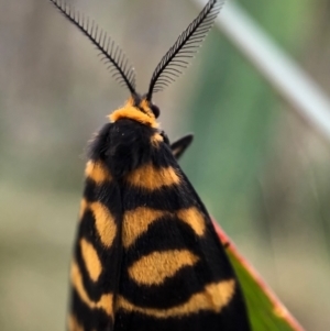 Asura lydia at Paddys River, ACT - 27 Feb 2021 12:22 PM