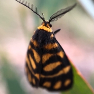 Asura lydia at Paddys River, ACT - 27 Feb 2021 12:22 PM