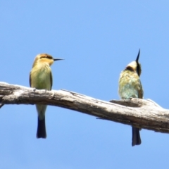 Merops ornatus (Rainbow Bee-eater) at Yass River, NSW - 26 Feb 2021 by SenexRugosus