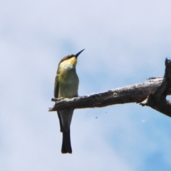 Merops ornatus at Yass River, NSW - 27 Feb 2021