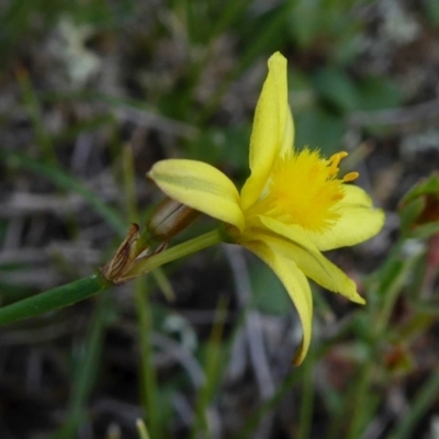 Tricoryne elatior (Yellow Rush Lily) at Yass River, NSW - 26 Feb 2021 by SenexRugosus